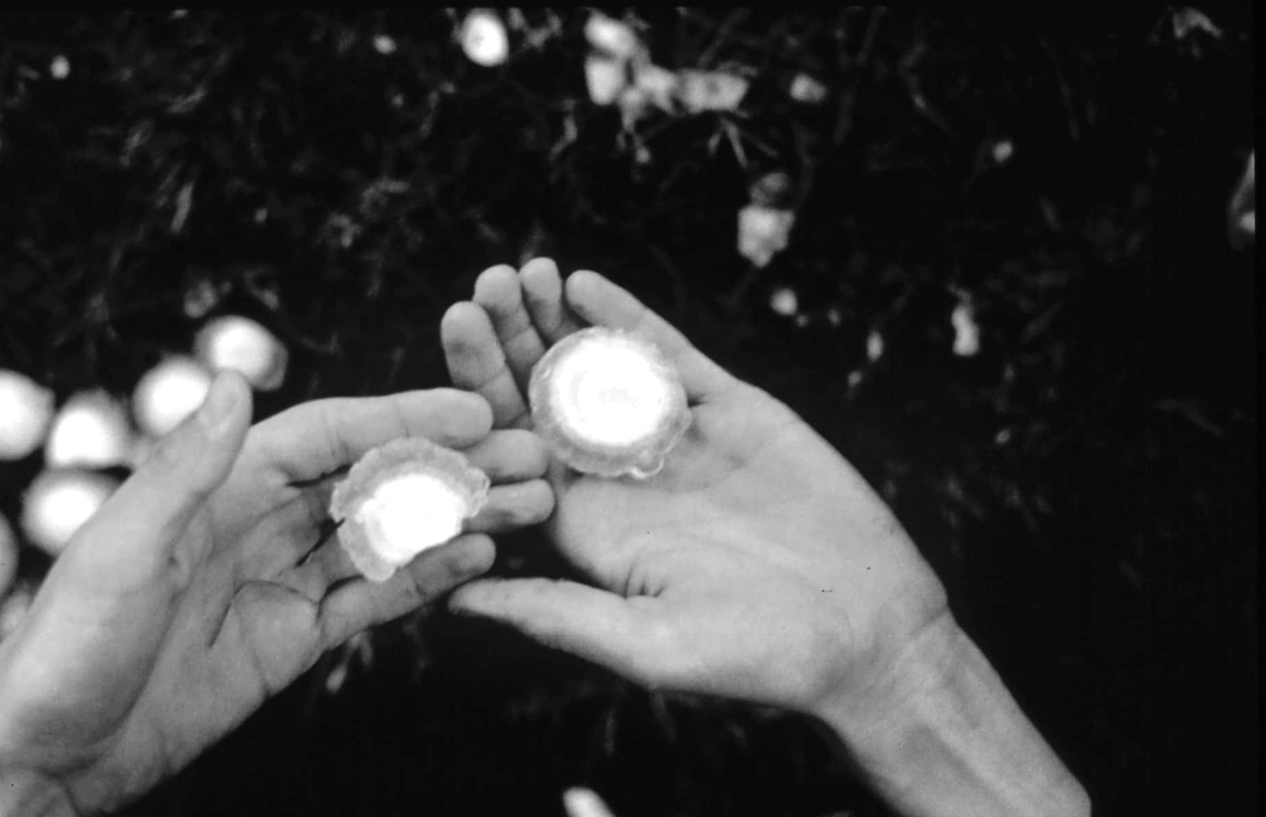 Golf-ball-size hailstones held in two hands (NOAA photo)